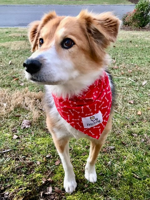 Fetching Bandana