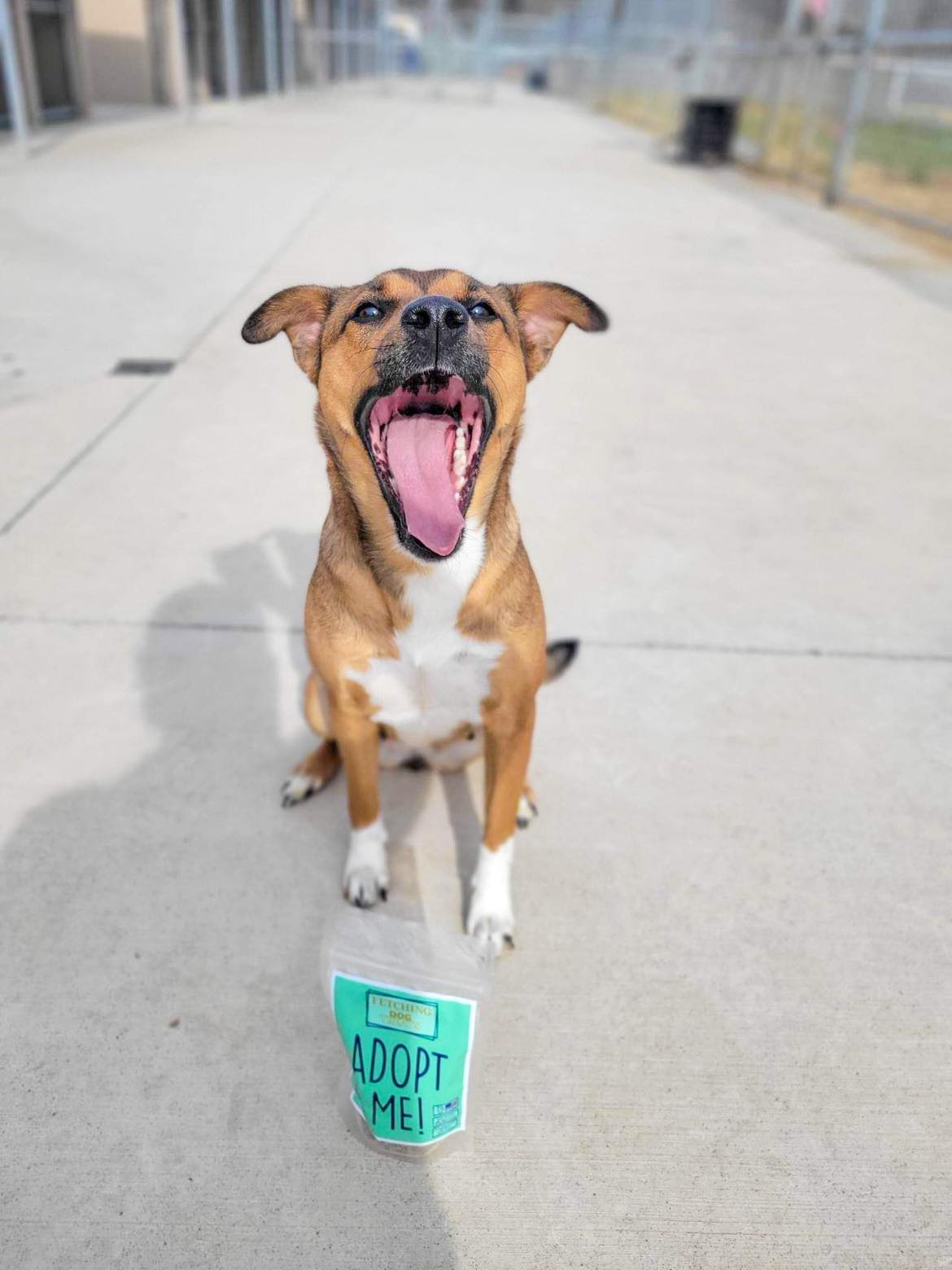 "Adopt Me!" Dog Treats (donate a bag to a shelter pet!)