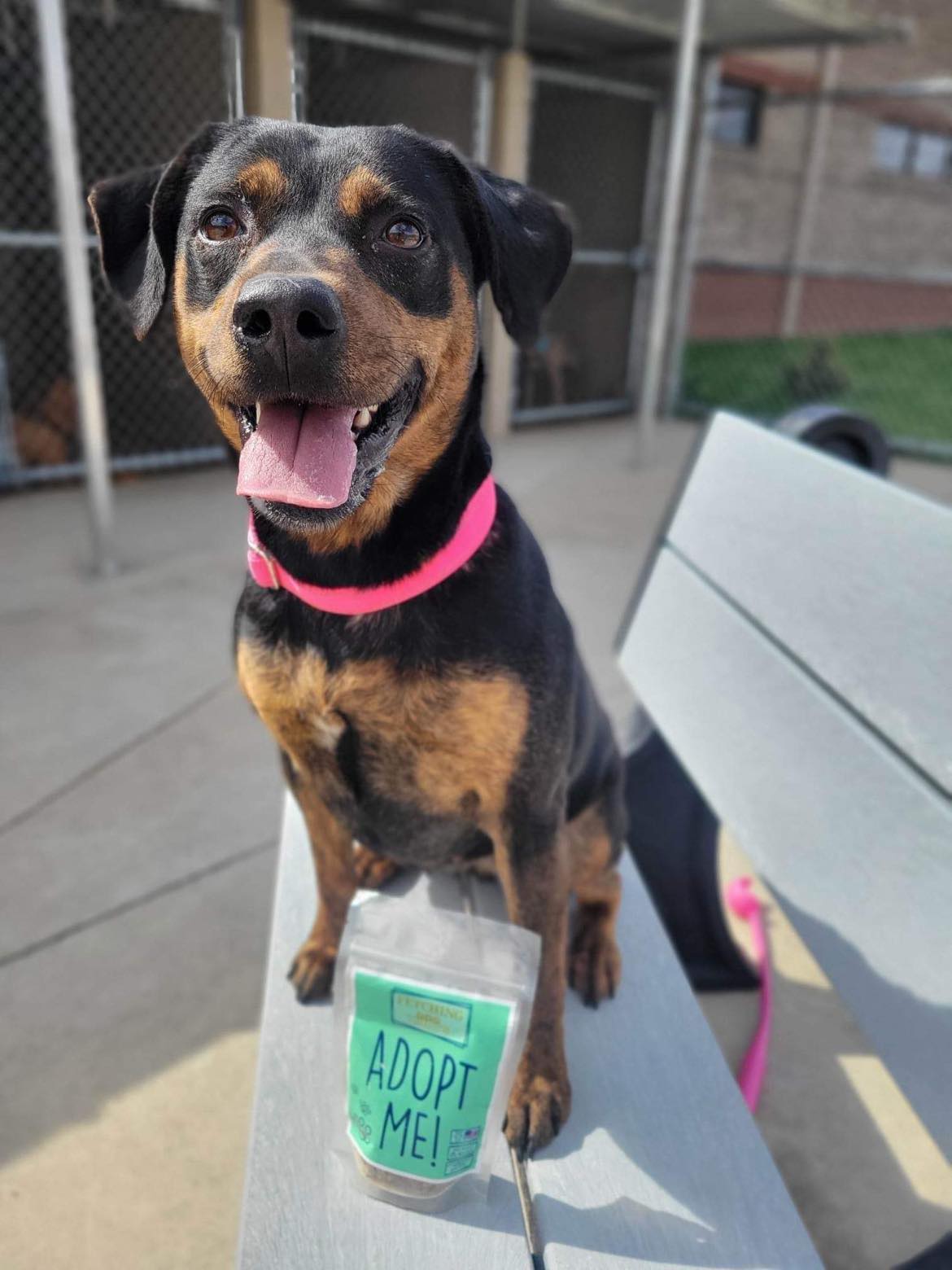 "Adopt Me!" Dog Treats (donate a bag to a shelter pet!)