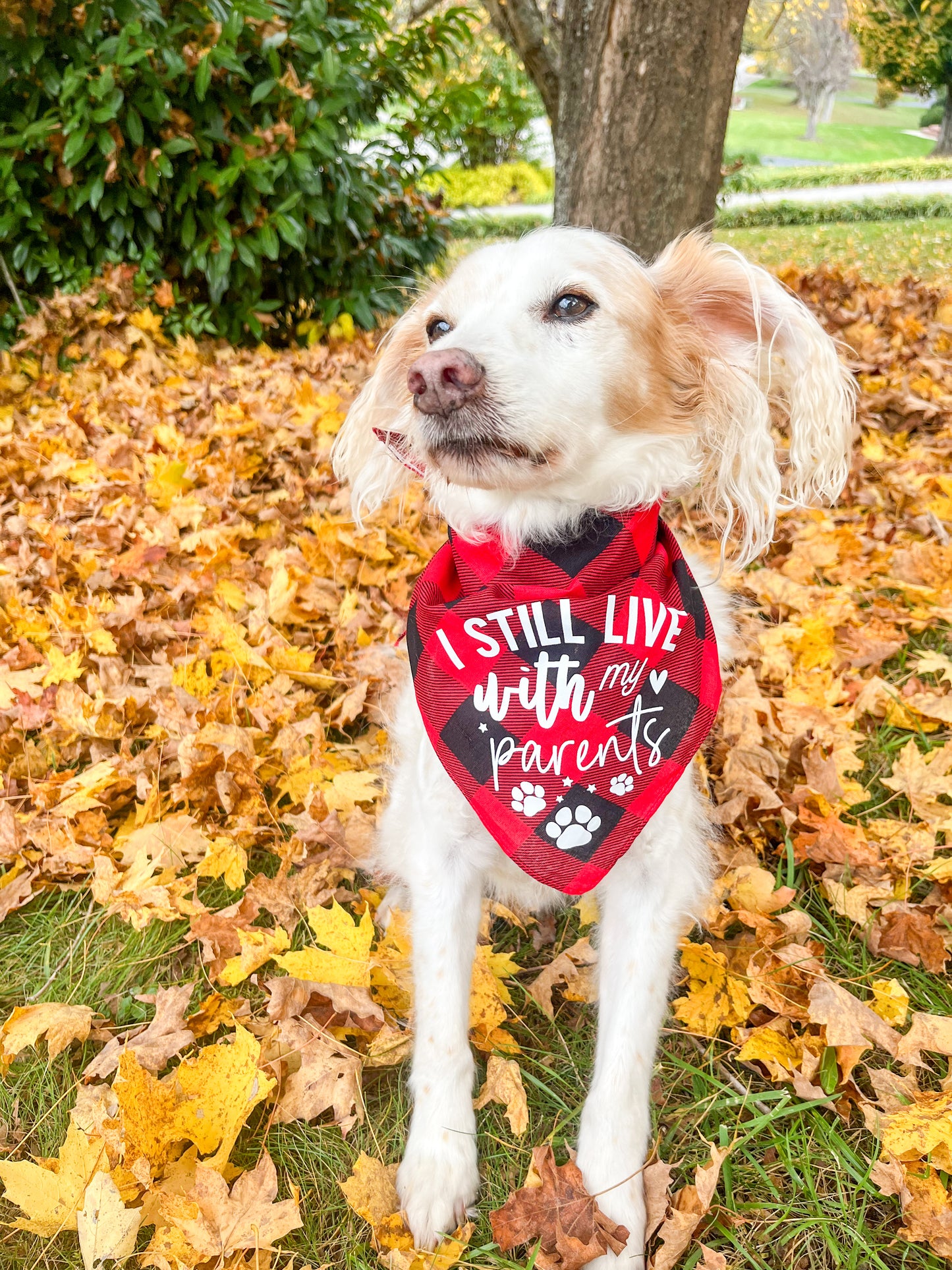 Buffalo Plaid Bandana