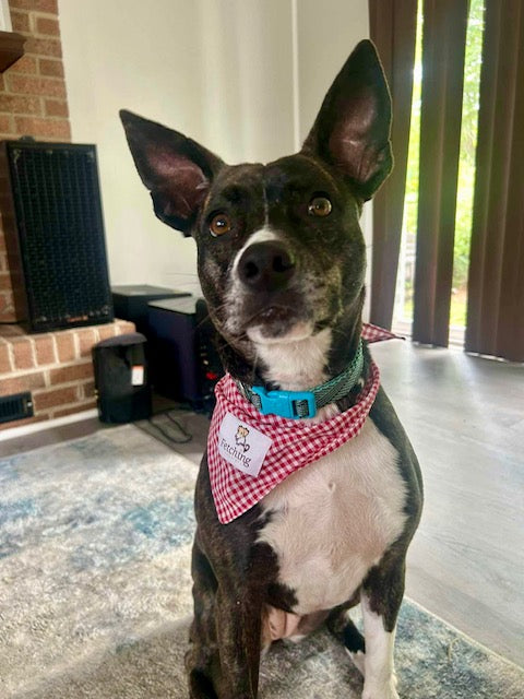 Large Bandanas