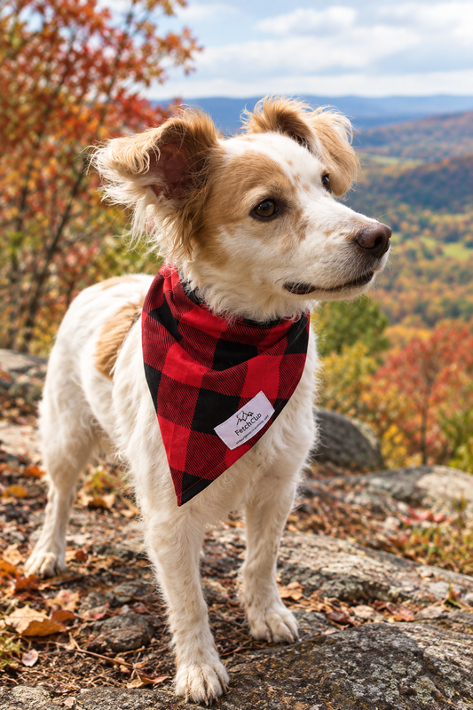 Red and black buffalo plaid triangle bandana on dog