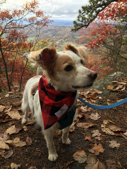 Fetching bandana in buffalo plaid! Did you know Fetching Apparel donates 20% of profits to animal rescues? Go get it!